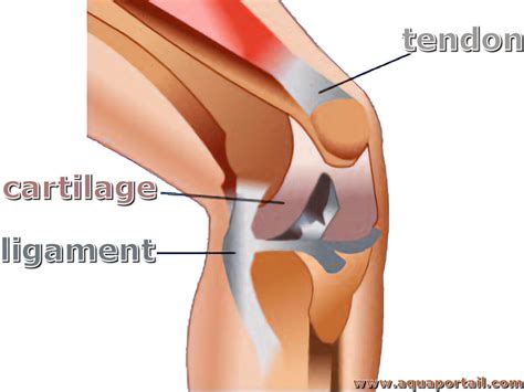 Ligament : définition et explications