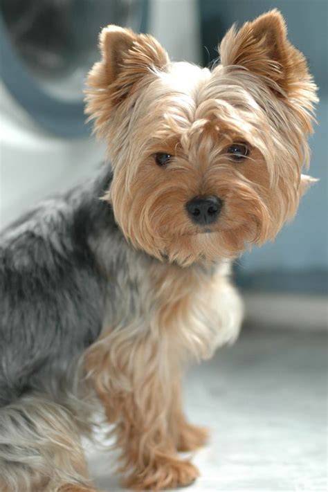 15 Pictures About yorkie poo haircuts - Pets Lovers