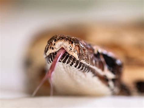 Premium Photo | A close up of a python's tongue