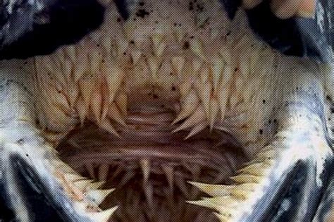 The Terrifying and Specialized Mouth of the Leatherback Turtle | Lost in Internet