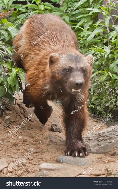 Wolverine Attack Wolverine Quickly Jumps Out Stock Photo 1471524908 | Shutterstock