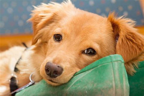 Golden Dox Dog Breed » Everything About Golden Retriever x Dachshund