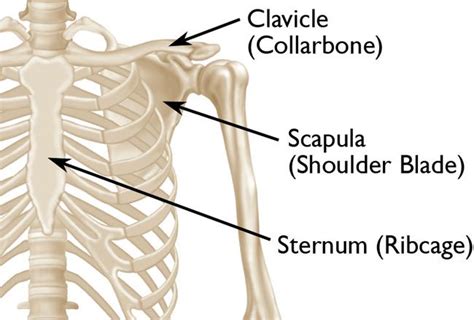 First Aid Treatment for a Broken Collarbone (Clavicle) - First Aid for Free