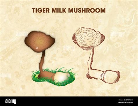 Tiger milk mushroom is medicinal mushroom Stock Vector Image & Art - Alamy