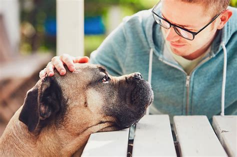 Cómo afrontar la pérdida de una mascota - HelpGuide.org