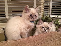 Category:Four months old kittens - Wikimedia Commons