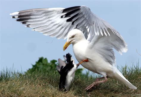 Remarkable images show puffin pulled from burrow and robbed of dinner ...