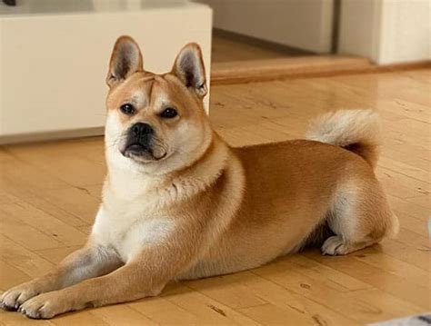 25 Of The Most Awesome And Popular Shiba Inu Mixes - My First Shiba Inu