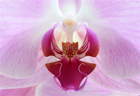 Orchid Free Stock Photo - Public Domain Pictures