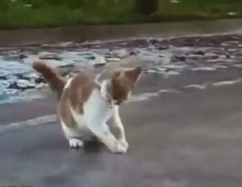 Slipping On Ice Cats GIF - SlippingOnIce Cats Funny - Discover & Share GIFs