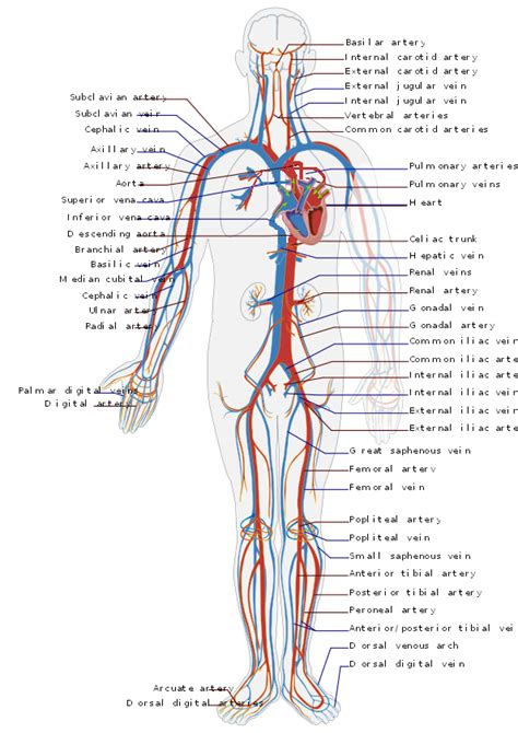 ಚಿತ್ರ:Circulatory System en.png - ವಿಕಿಪೀಡಿಯ