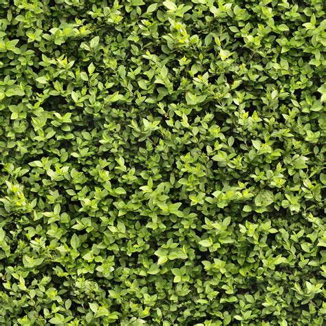 Seamless Hedge Texture by hhh316 on DeviantArt