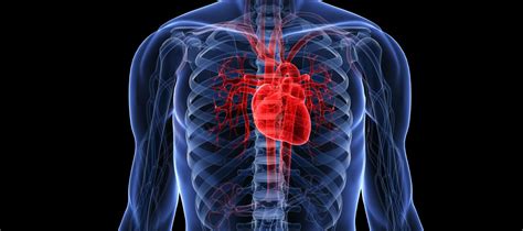 10 Fascinating Facts About The Human Heart | 1mhealthtips.com