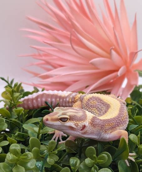 2023 Bold Stripe, Tremper Albino Leopard Gecko by Moscato Mutations