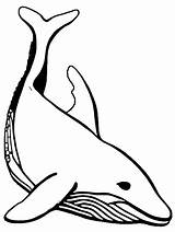Orca Killer Whale Coloring Page Abc Worksheet sketch template
