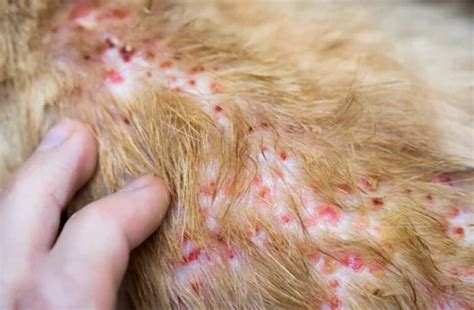 Feline Miliary Dermatitis: Symptoms, Causes, And Treatment | Kingsdale Animal Hospital