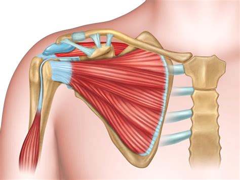 Anterior Shoulder Joint Muscles