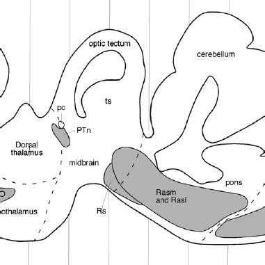 Diagrammatic sagittal section of the crocodile brain showing the... | Download Scientific Diagram