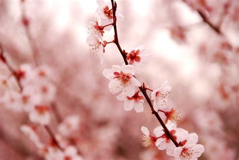 さくら Cherry blossom | 寒さも戻る今日この頃、マイブームは冷凍ヨーグルト。 ヨーグルトを三時間凍らすだ… | Flickr