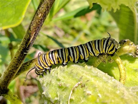 Monarch Butterfly Caterpillar on Milkweed Stock Image - Image of animals, september: 158191065