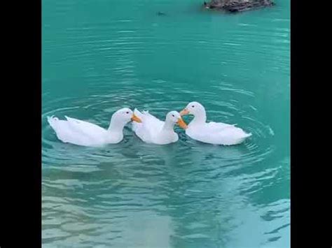 Male Peking duck trying to mate - YouTube