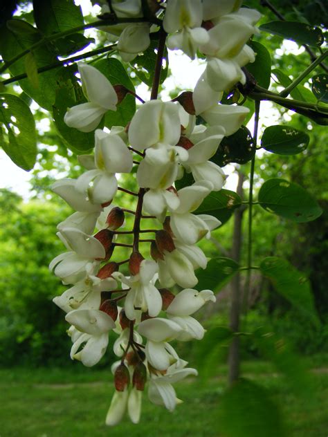 Black locust tree flower | Beautiful flowers garden, Unique trees, Beautiful flowers