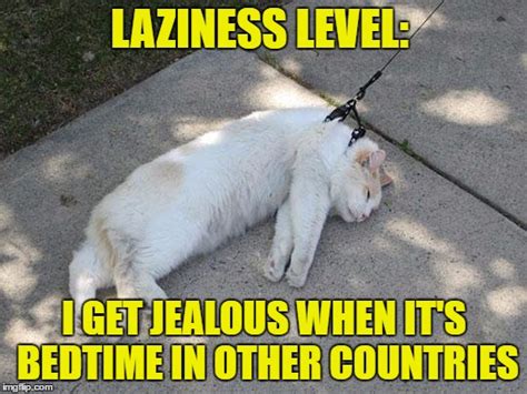 Lazy Cat Memes - Imgflip