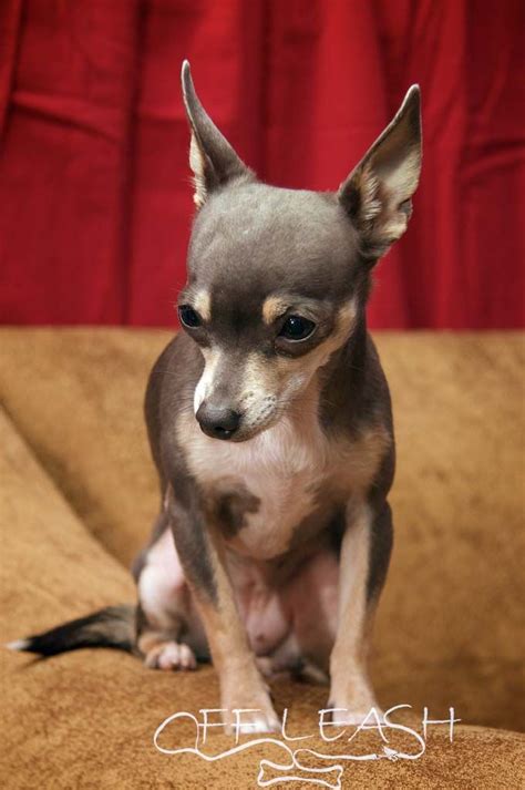 Blue Deer Head Chihuahua | Cute chihuahua, Chihuahua puppies, Chihuahua