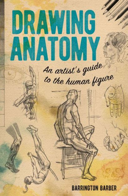 Drawing Anatomy: An Artist's Guide to the Human Figure by Barrington Barber | eBook | Barnes ...