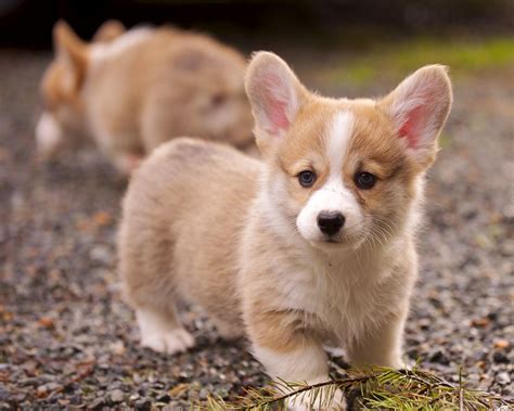 The 30 Cutest Corgi Puppies of All Time - Best Photography, Art, Landscapes and Animal Photography