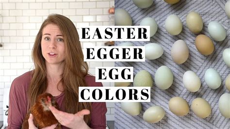 EASTER EGGER EGG COLORS | Tractor Supply Chicks - YouTube