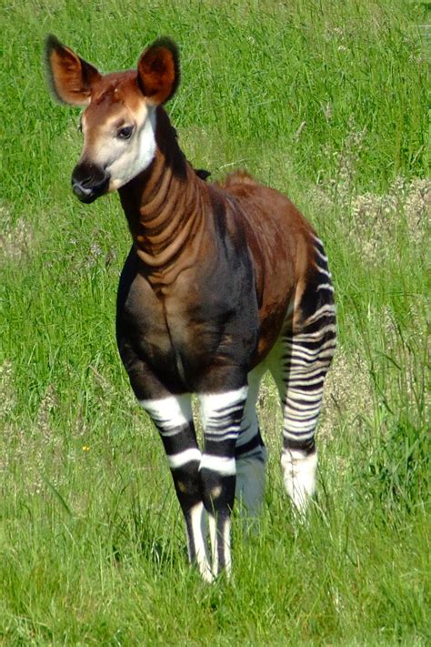 Okapi Facts, Habitat, Diet, Predators, Adaptations, Pictures