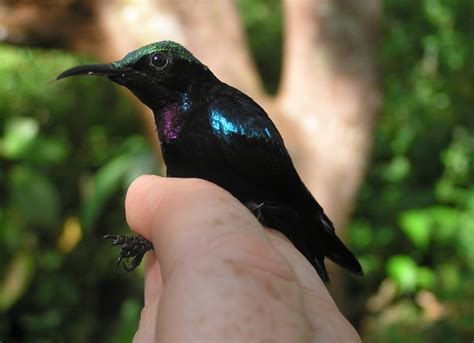 New sunbird species discovered in Indonesia - Earth.com