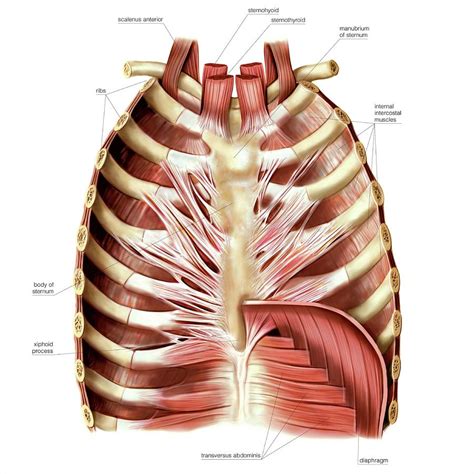 Muscles Of Anterior Thoracic Wall Photograph By Asklepios Medical Atlas ...