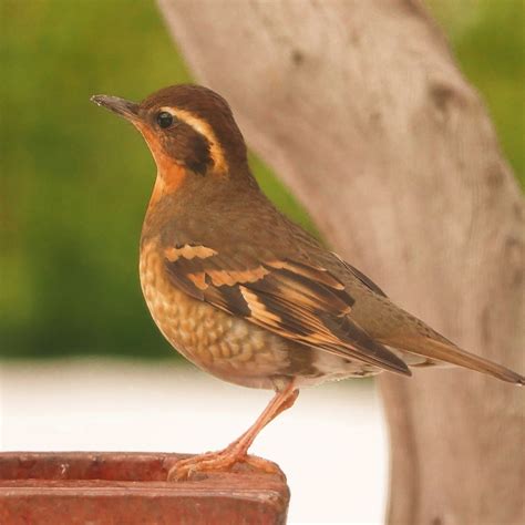 A Beautiful Female Varied Thrush - FeederWatch