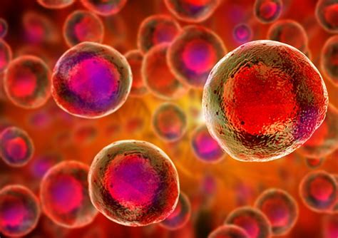 The blood stem cell research that could change medicine of the future | UNSW Newsroom