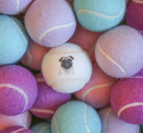 Hot off the press- our brand new photo upload tennis balls! Upload your pet's photo on a white ...