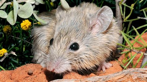 ‘Extinct’ native Gould’s mouse found living on Western Australian island | KidsNews