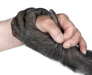 Chimps and Humans Share Similar Personality Traits | Live Science