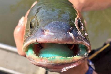 Can You Eat Spotted Dogfish