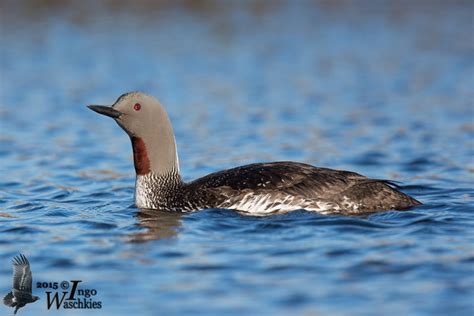 Adult Red-throated Loon in breeding plumage photo - Ingo Waschkies ...