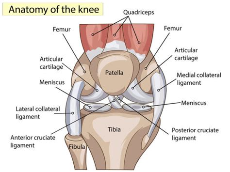 Knee Anatomy - Lyndon Bradley