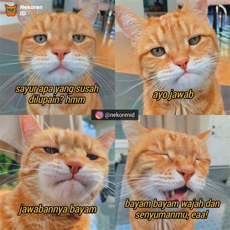 Wajah Kucing Lucu Meme - Meme Mania