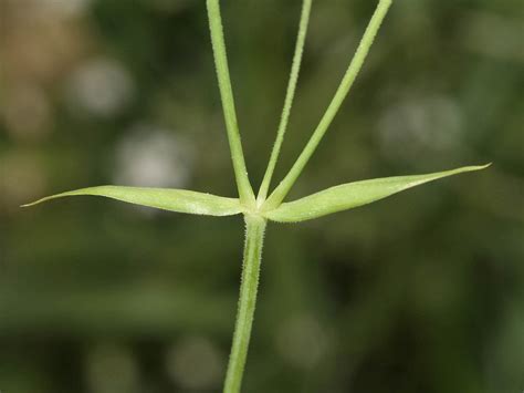 Stellaria holostea (greater stitchwort): Go Botany