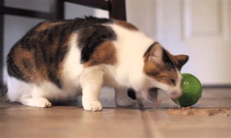 Cat Vomiting Treatment - ThePetsAbout