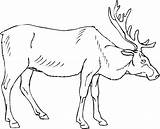 Elk Coloring Pages  Best For Kids sketch template