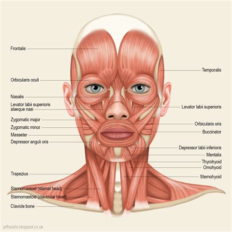 Top 10 muscles of the face ideas and inspiration