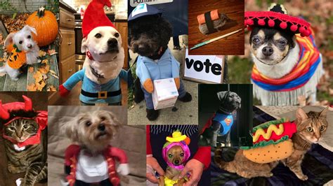 Hudson Valley Pet Halloween Costume Contest Winners for 2020