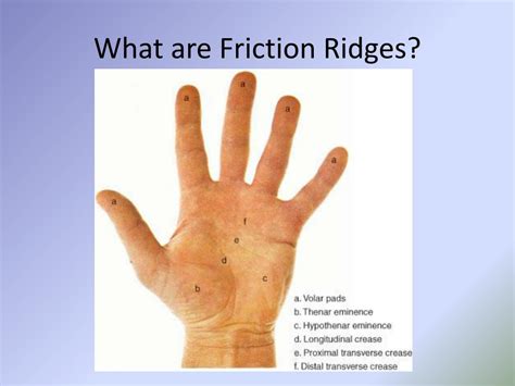 PPT - Chapter Nineteen – Friction Ridge Examinations PowerPoint Presentation - ID:2238349