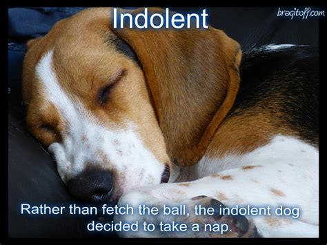 Indolent- Image and Sentence